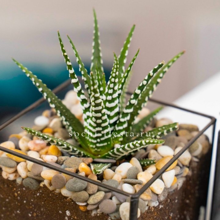 Флорариум Кубик с суккулентом Хавортия в Ростове-на-Дону