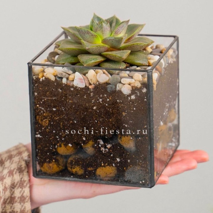 Флорариум Кубик с суккулентом Каменная роза в Ростове-на-Дону