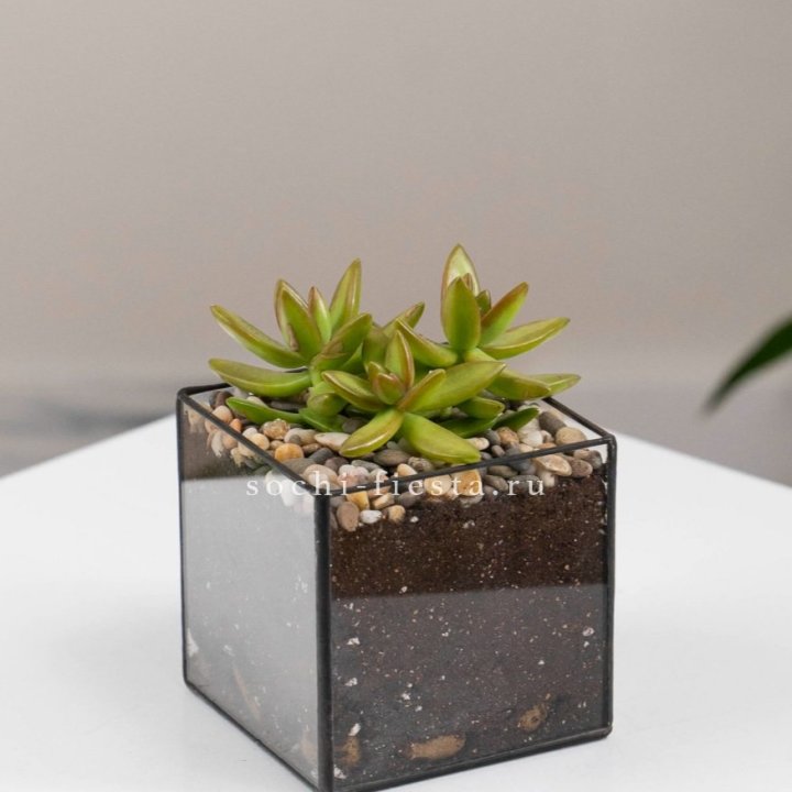 Флорариум Кубик с суккулентом Седум в Ростове-на-Дону