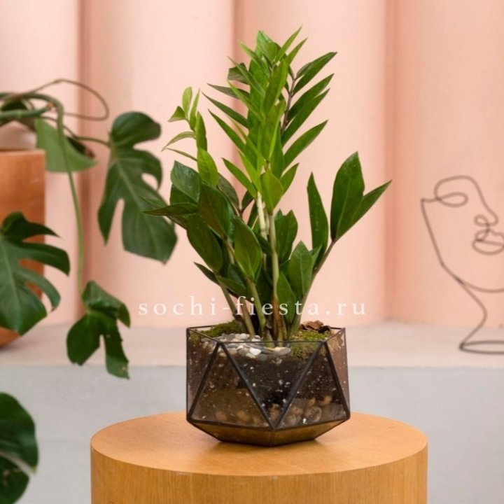 Замиокулькас в кашпо Икосаедр в Ростове-на-Дону