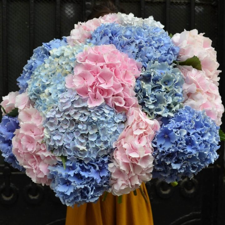 Букет гортензий "Фонтан" в Ростове-на-Дону