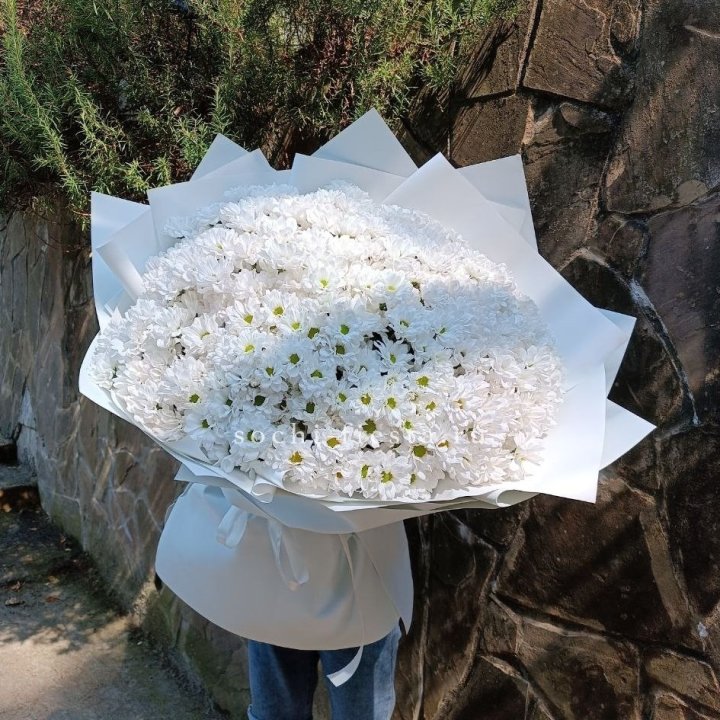 Облако хризантем №2 в Ростове-на-Дону