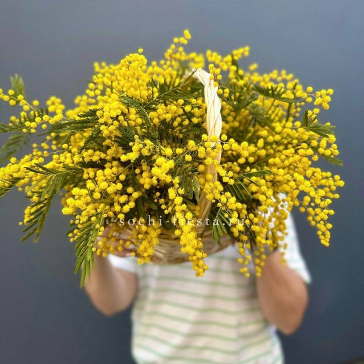 Весенняя корзина мимозы с доставкой в Ростове-на-Дону