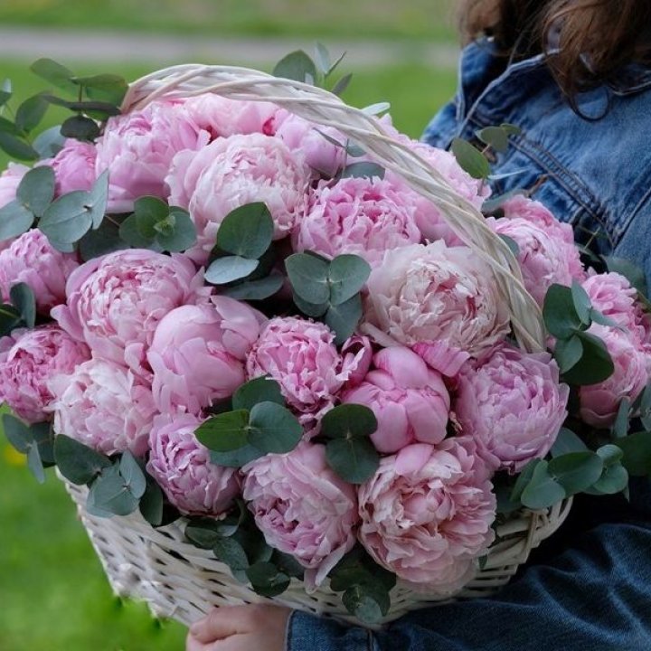 51 пион в корзине в Ростове-на-Дону