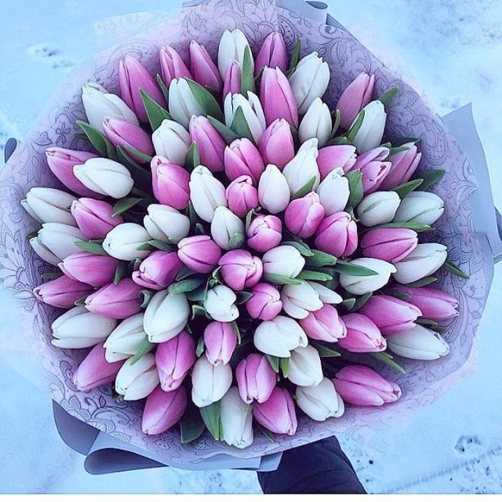 101 тюльпан "Лолипоп" в Ростове-на-Дону